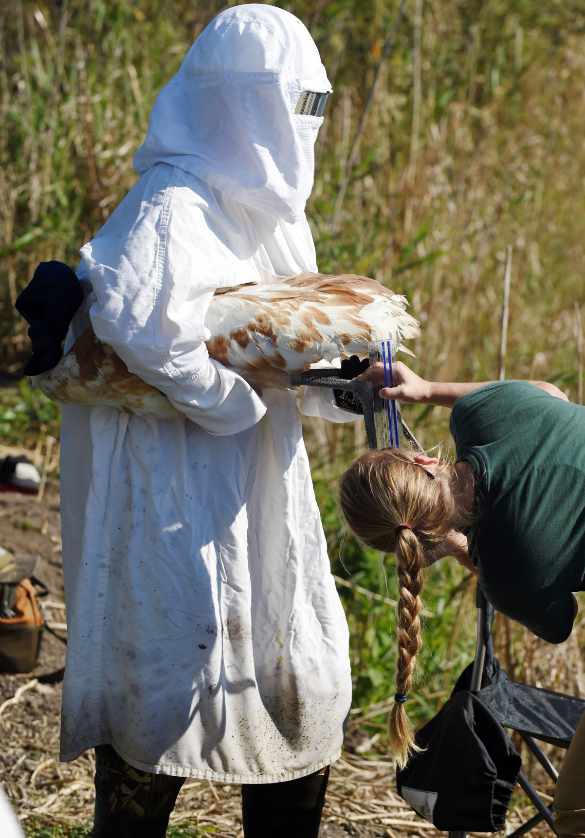 ACA.whoopingcranes54.111617